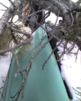 Darn tree.  You are OFF my arbor-day greeting card list!