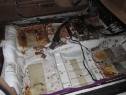 Ouch. Thank God the bottom of the floor pan under the car is rust free!